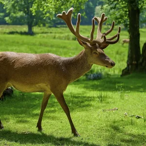 Red Deer Print - A Stag in Hesse, Germany Red Deer Print - A Stag in Hesse, Germany