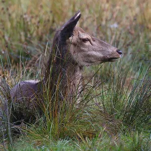 Red deer, Red deer, Red hind (Cervus elaopus) attentive looking female resting in a meadow in autumn Red deer, Red deer, Red hind (Cervus elaopus) attentive looking female resting in a meadow in autumn