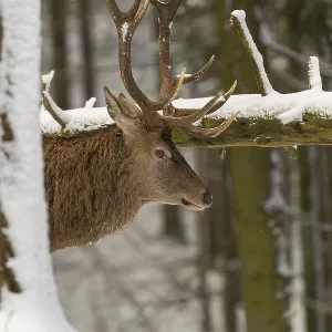 One Red Deer stag standing in a snow covered dense forest in winter One Red Deer stag standing in a snow covered dense forest in winter