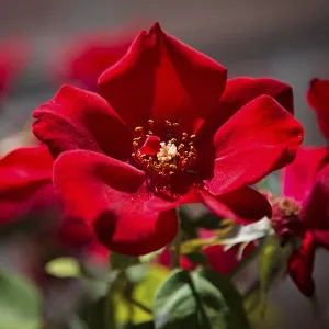 Red Dog Rose