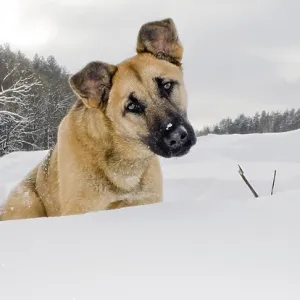 The red dog sits in a snowdrift