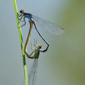 Red-eyed Damselfly (Erythromma najas) Red-eyed Damselfly (Erythromma najas)