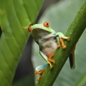 Red-eyed Treefrog (Agalychnis callidryas)
