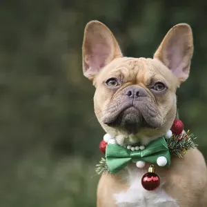 Red fawn French Bulldog dog wearing seasonal Christmas collar with green bow tie on blurry green background with copy Red fawn French Bulldog dog wearing seasonal Christmas collar with green bow tie on blurry green background with copy