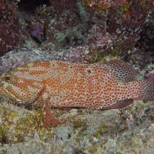 Red fish with dots, caribbean grouper (Cephalopholis cruentata)