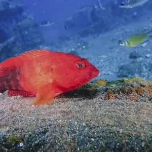 A red fish fire grouper (Cephalopholis urodeta) sits on the seabed surrounded by other sea creatures A red fish fire grouper (Cephalopholis urodeta) sits on the seabed surrounded by other sea creatures