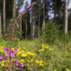 Red flowering on yellow background narrow-leaved willowherb