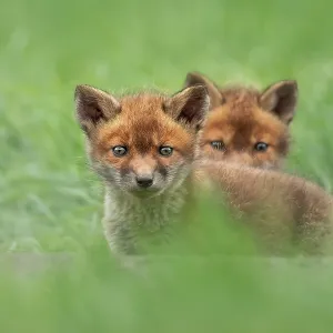 Two red fox (Vulpes vulpes) cubs in the meadow