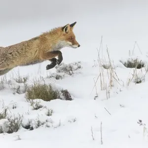 Red Fox Print, Jumping in Winter Landscape Red Fox Print, Jumping in Winter Landscape