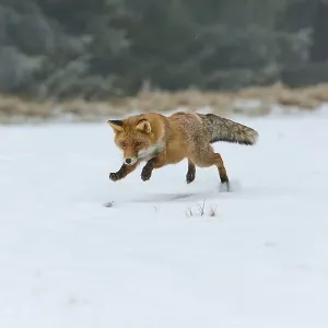 Red Fox Jumping Print Red Fox Jumping Print