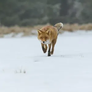 Red Fox Print: Snowy Meadow Scene Red Fox Print: Snowy Meadow Scene