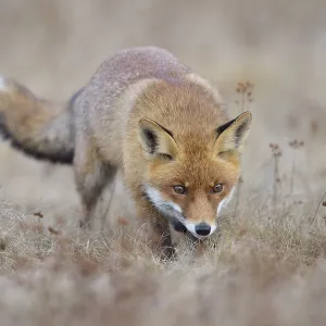 Red fox (Vulpes vulpes), runs in a meadow Red fox (Vulpes vulpes), runs in a meadow