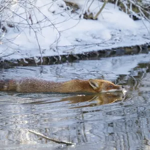 Red fox (Vulpes vulpes), swimming through river in winter Red fox (Vulpes vulpes), swimming through river in winter