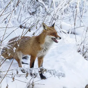 Red fox (Vulpes vulpes), in winter Red fox (Vulpes vulpes), in winter