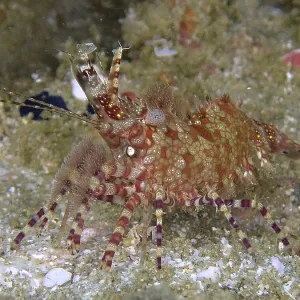 Red-green patterned common marbled shrimp (Saron marmoratus) crawling on a sandy substrate Red-green patterned common marbled shrimp (Saron marmoratus) crawling on a sandy substrate