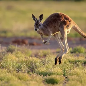 Red kangaroo (Macropus rufus), adult