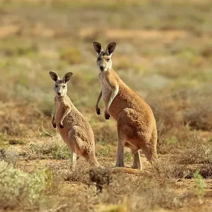 Red kangaroo (Macropus rufus), adult with young