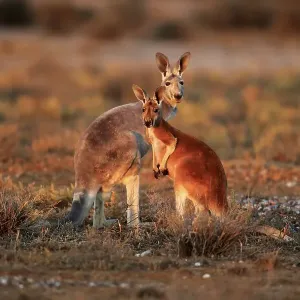 Red kangaroo (Macropus rufus), female with half-grown young