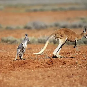Red kangaroo (Macropus rufus), female jumping with young