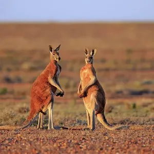 Red kangaroos (Macropus rufus)