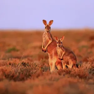 Red kangaroos (Macropus rufus)