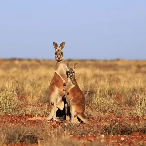 Red kangaroos (Macropus rufus)