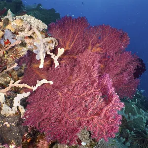 Red knotted fan (Melithaea ochracea) in a colourful underwater landscape Red knotted fan (Melithaea ochracea) in a colourful underwater landscape