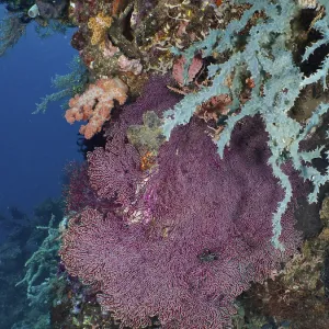 Red knotted fan (Melithaea ochracea) in the middle of a colourful coral reef Red knotted fan (Melithaea ochracea) in the middle of a colourful coral reef