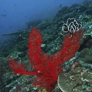 Red knotted fan (Melithaea ochracea) rises up in the deep ocean Red knotted fan (Melithaea ochracea) rises up in the deep ocean