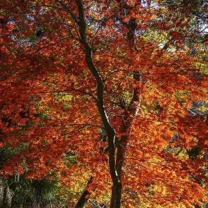 Red leaf maple tree in autumn forest under blue sky