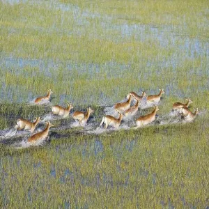 Red Lechwe (Kobus leche leche) Red Lechwe (Kobus leche leche)