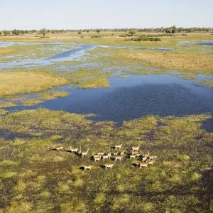 Red Lechwe (Kobus leche leche) herd in the freshwater marshland at the Gomoti River Red Lechwe (Kobus leche leche) herd in the freshwater marshland at the Gomoti River