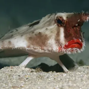Red-lipped batfish or Galapagos batfish Red-lipped batfish or Galapagos batfish