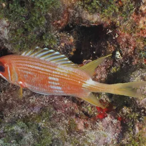 A red Longspine squirrelfish (Holocentrus rufus)