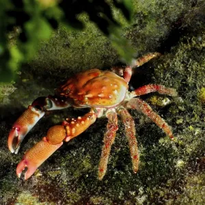 Red Mithraculus crab (Mithraculus forceps)