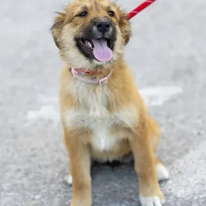 Red mutt puppy sitting outdoor. Mixed-breed dog