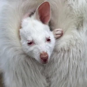 Red-necked wallaby (Macropus rufogriseus)