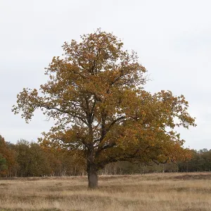 Red oak (Quercus rubra), autumn colours