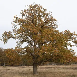 Red oak (Quercus rubra), autumn colours