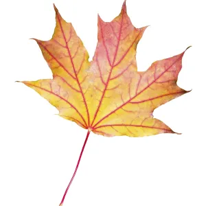Red, orange and yellow maple leaf on a cut trunk