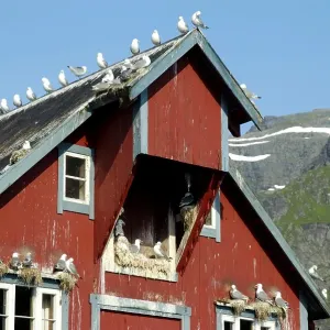 Red Rorbuer Print, Lofoten Norway