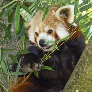 Red panda (Ailurus fulgens), cat bear Red panda (Ailurus fulgens), cat bear