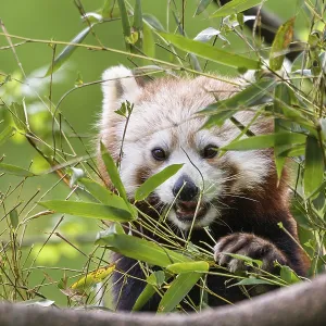 Red panda (Ailurus fulgens), eats bamboo Red panda (Ailurus fulgens), eats bamboo