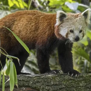 Red panda, lesser panda (Ailurus fulgens) walking over branch in tree Red panda, lesser panda (Ailurus fulgens) walking over branch in tree