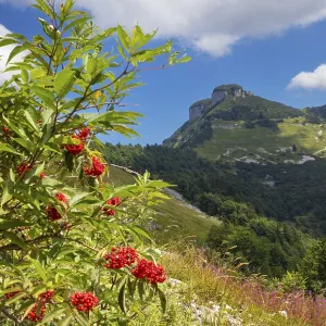 Red (Sambucus racemosa) elderberry bush