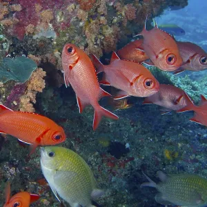 Red School of Soldierfish Print - Toyapakeh, Bali Red School of Soldierfish Print - Toyapakeh, Bali