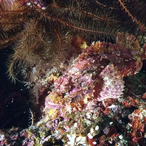 Red Scorpionfish Amidst Coral Biodiversity Print Red Scorpionfish Amidst Coral Biodiversity Print