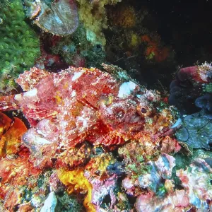A Red Scorpionfish Camouflaged Among Corals Print A Red Scorpionfish Camouflaged Among Corals Print