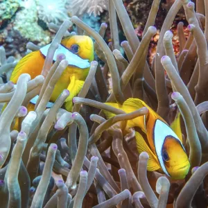 Red Sea Anemonefish Print, Amphiprion nigripes Red Sea Anemonefish Print, Amphiprion nigripes
