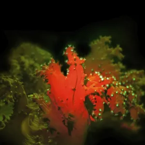 Red Sea Cabbage Coral Fluorescence Print Red Sea Cabbage Coral Fluorescence Print